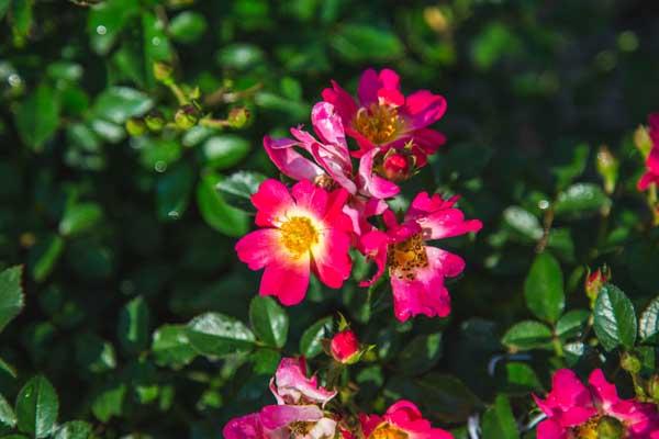 Groundcover Rose Pink Drift&reg; 2 Gallon