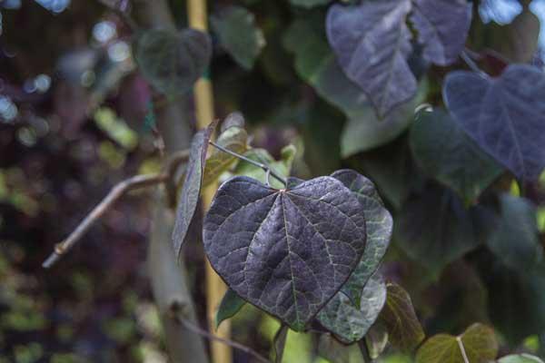 Redbud Tree 'Ruby Falls' 10 Gallon