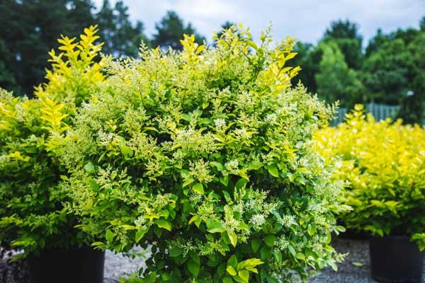 Golden Vicary Privet 7 Gallon