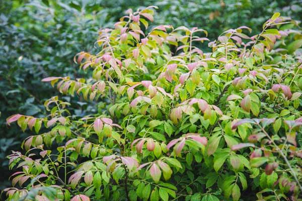 Burning Bush 'Compactus' 5 Gallon