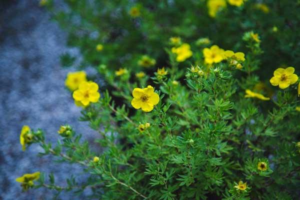 Potentilla 'Goldfinger' 3 Gallon