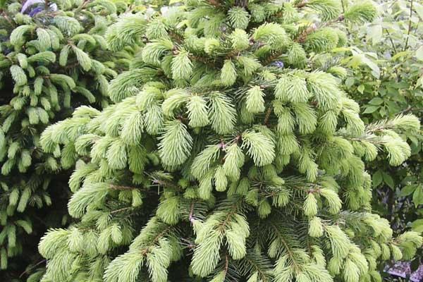 Norway Spruce 10 Gallon