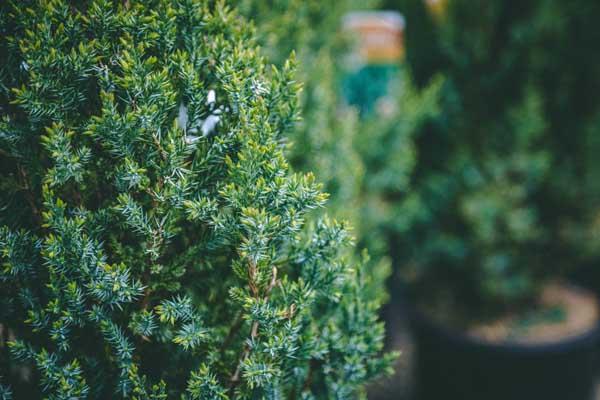 Chinese Juniper 'Blue Point' 3 Gallon