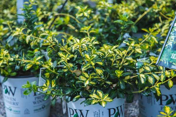 Euonymus Blondy&reg; 3 Gallon