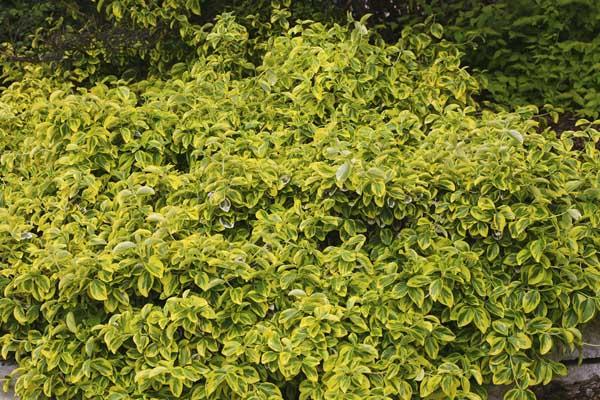 Euonymus 'Gold Splash' 2 Gallon