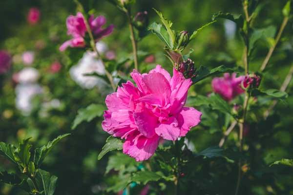 Rose of Sharon 'Lucy' Tree 7 Gallon