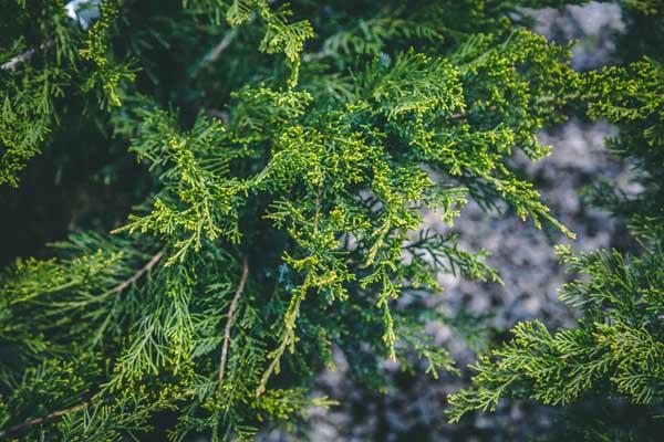 Chinese Juniper 'Sea Green' 3 Gallon