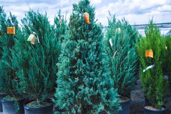 Rocky Mountain Juniper 'Moonglow' 3 Gallon