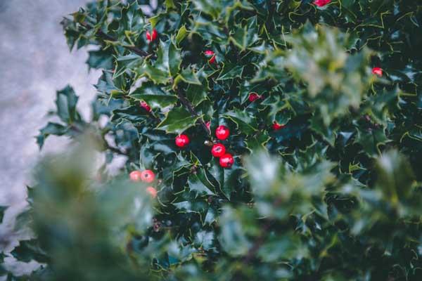 Holly 'Blue Princess' 5 Gallon