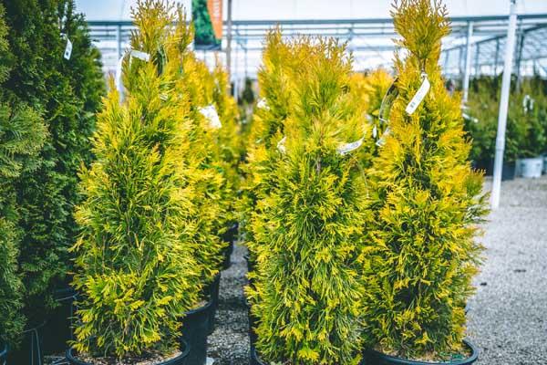 Western Arborvitae Forever Goldy&trade; 7 Gallon