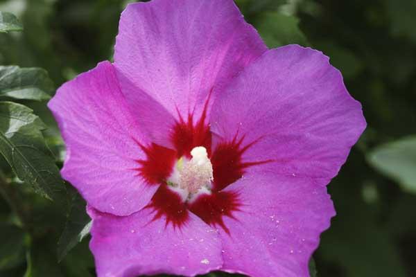 Rose of Sharon Lil' Kim&reg; 3 Gallon