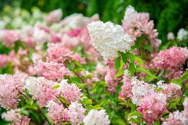 Panicle Hydrangea Vanilla Strawberry&trade; 3 Gallon