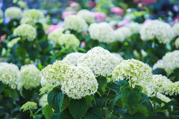 Smooth Hydrangea Invincibelle Limetta&reg; 3 Gallon