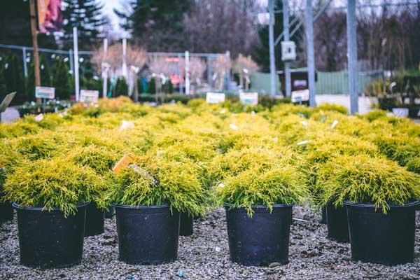 False Cypress 'Gold Thread' 3 Gallon