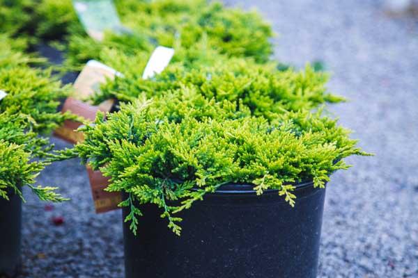 Creeping Juniper 'Golden Carpet' 3 Gallon