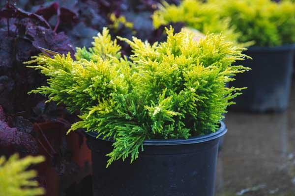 Creeping Juniper Limeglow&trade; 3 Gallon
