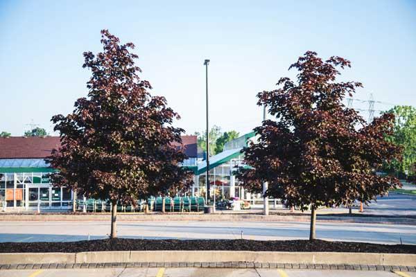 Norway Maple 'Crimson King' 15 Gallon