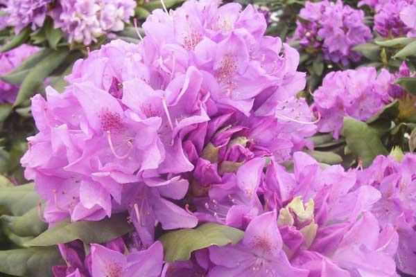 Rhododendron 'English Roseum' 5 Gallon
