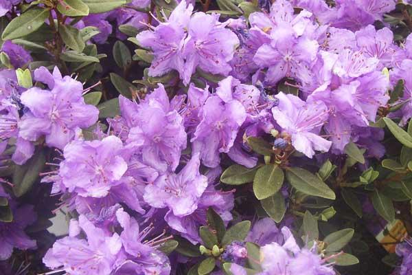 Rhododendron 'Purple Gem' 3 Gallon
