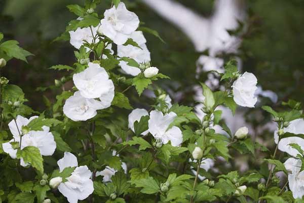 Rose of Sharon White Chiffon&reg; 3 Gallon