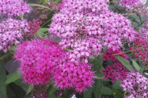 Spirea 'Neon Flash' 3 Gallon