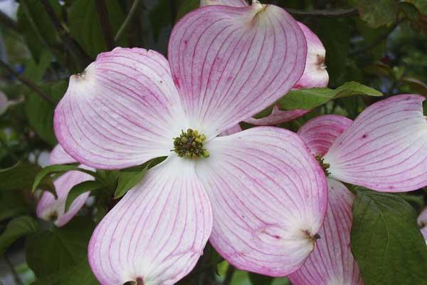 Flowering Dogwood 'Cherokee Brave' 10 Gallon