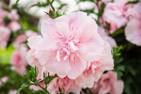 Rose of Sharon Pink Chiffon&reg; 3 Gallon