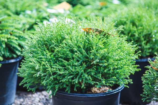 Arborvitae Mr. Bowling Ball&trade; 3 Gallon