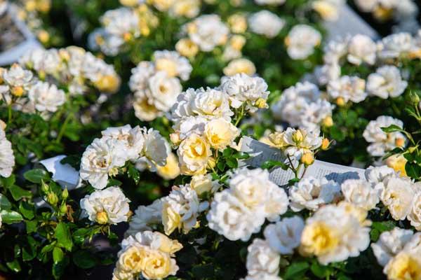 Groundcover Rose Popcorn Drift&reg; 2 Gallon