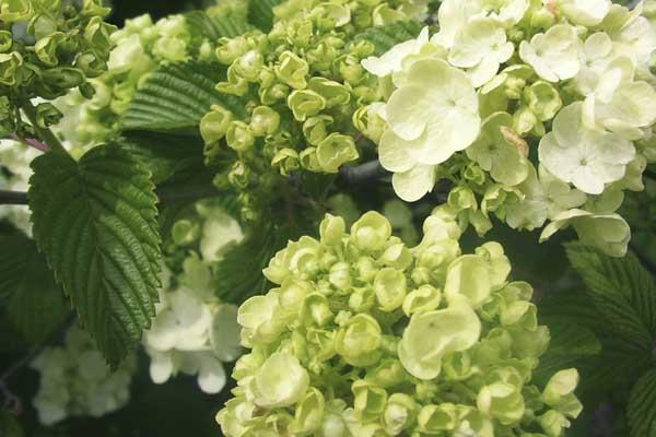 Snowball Viburnum 'Popcorn' 5 Gallon