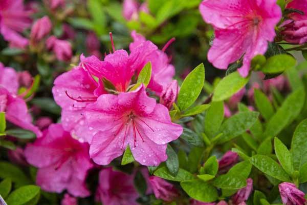 Evergreen Azalea 'Girard's Renee Michelle' 3 Gallon