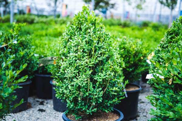 Boxwood 'Green Mountain' Pyramid 10 Gallon