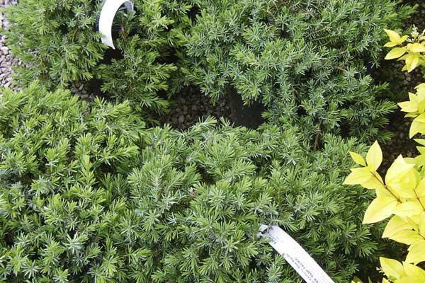Shore Juniper 'Blue Pacific' 3 Gallon