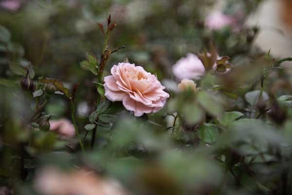 Groundcover Rose Apricot Drift&reg; 2 Gallon