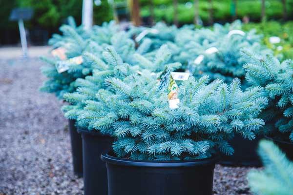 Blue Globe Spruce 5 Gallon