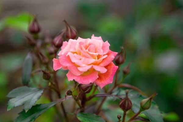 Groundcover Rose Peach Drift&reg; 2 Gallon