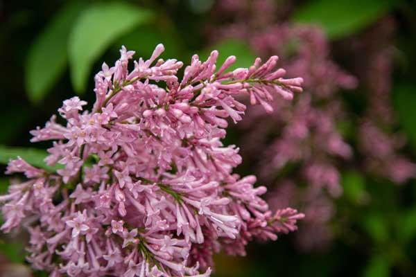 Lilac 'James Macfarlane' 5 Gallon