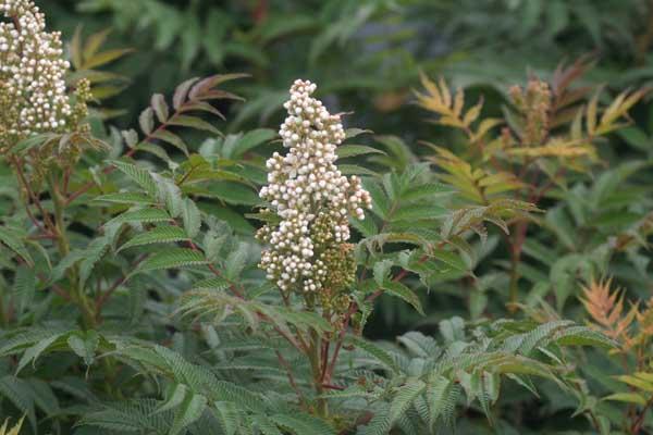 False Spiraea 3 Gallon