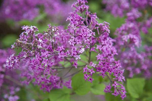 Lilac Bloomerang&reg; Dark Purple, Reblooming 3 Gallon