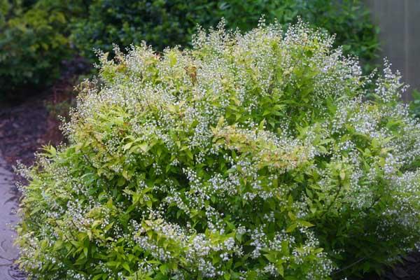 Deutzia Chardonnay Pearls&reg; 3 Gallon