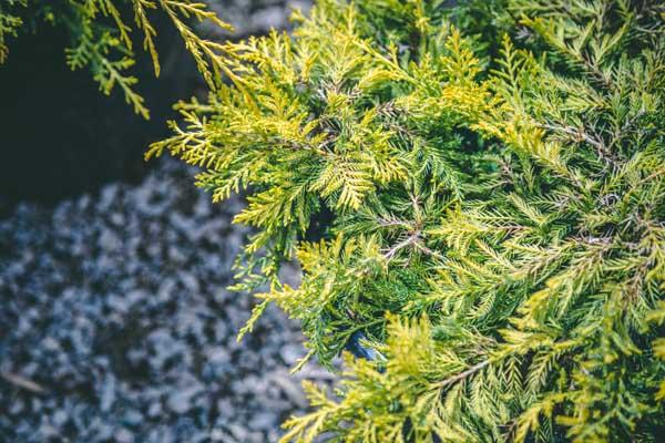 Chinese Juniper 'Saybrook Gold' 3 Gallon