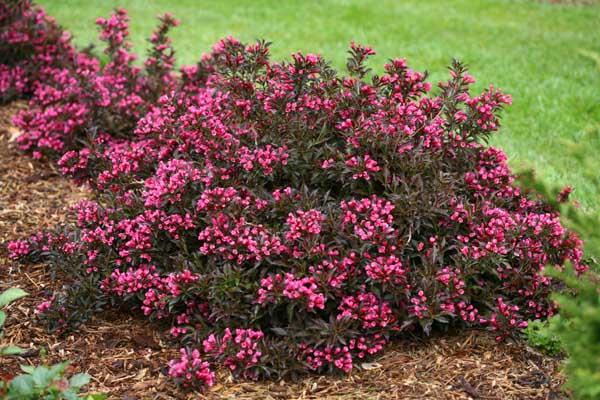 Weigela Spilled Wine&reg; 3 Gallon