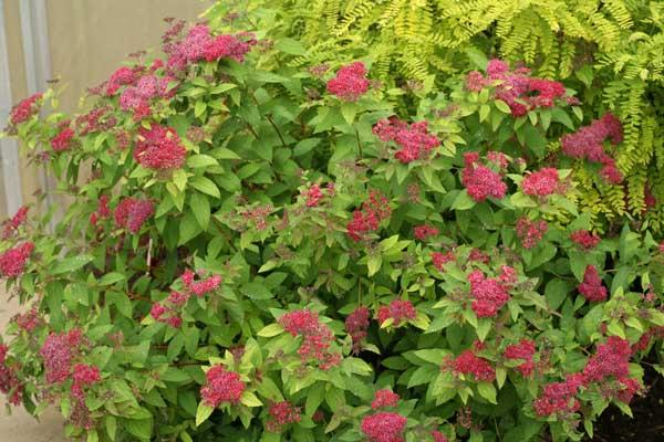 Spirea Double Play&reg; Red 3 Gallon