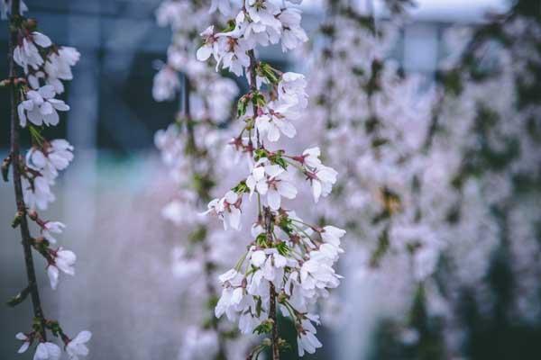 Weeping Cherry Snow Fountains&reg; 10 Gallon