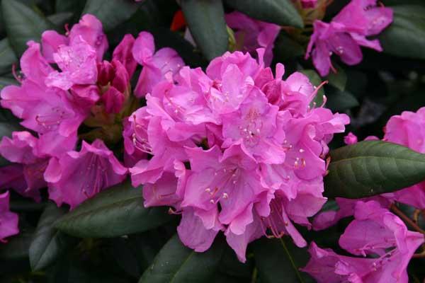 Rhododendron 'Roseum Elegans' 5 Gallon