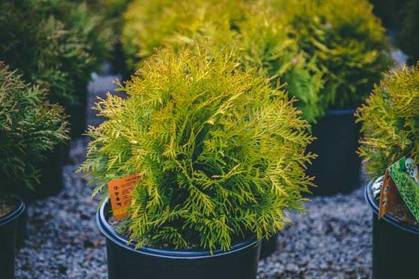 Arborvitae 'Golden Globe' 3 Gallon