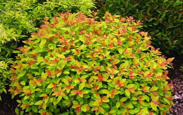 Spirea Double Play&reg; Big Bang 3 Gallon