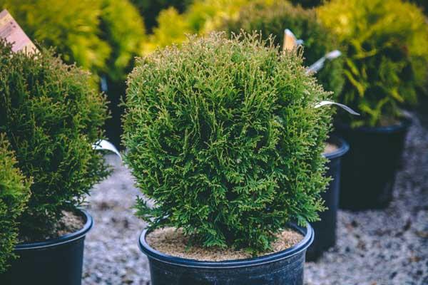 Globe Arborvitae 'Little Giant' 3 Gallon