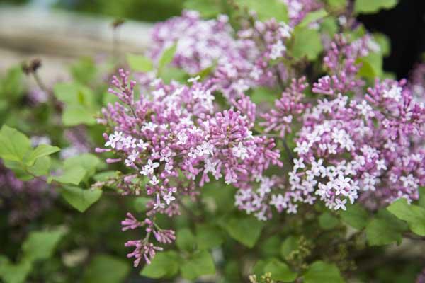 Dwarf Korean Lilac 'Palibin' 3 Gallon