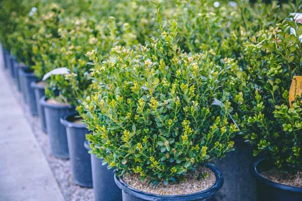 Boxwood 'Winter Gem' 3 Gallon